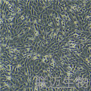 HT22细胞（小鼠海马神经元细胞）LM8C0595