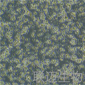 MH-S细胞（小鼠肺泡巨噬细胞）LM8C0597