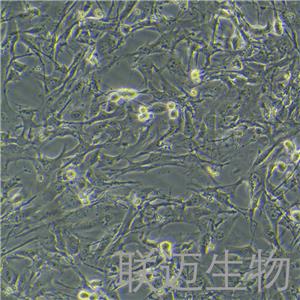 HL-1细胞（小鼠心肌细胞）LM8C0605