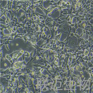 MSTO-211H细胞（肺癌细胞株STR鉴定正确）LM8C0163,MSTO-211H