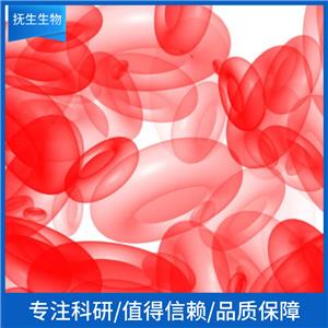 荧光素酶标记的人乳腺鳞状癌细胞;HCC1806-Luc