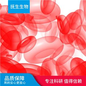 荧光素酶标记的人胃腺癌细胞;AGS-Luc