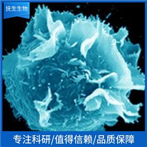 荧光素酶/GFP标记的人卵巢癌细胞;OVCAR3-Luc-GFP,OVCAR3-Luc-GFP