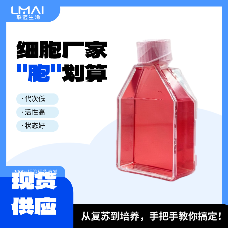 Daudi细胞（Burkitt's淋巴瘤细胞STR鉴定正确）LM8C0072,Daudi