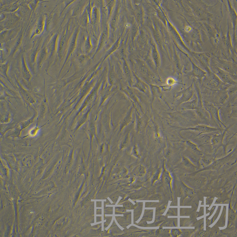 C3H/10T1/2,Clone8细胞（小鼠胚胎成纤维细胞）LM8C0325,C3H/10T1/2,Clone8