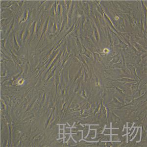 C3H/10T1/2,Clone8细胞（小鼠胚胎成纤维细胞）LM8C0325