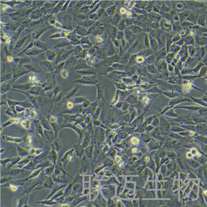 WPMY-1细胞（正常前列腺基质永生化细胞STR鉴定正确）LM8C0467