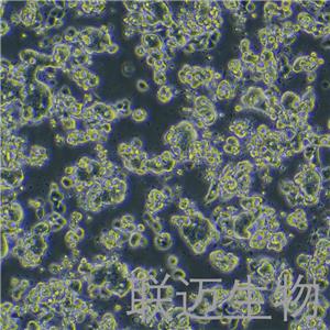 LS513细胞（结直肠癌细胞STR鉴定正确）LM8C0640,LS513