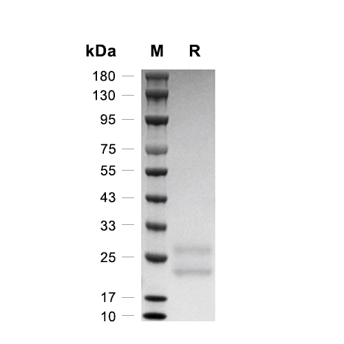 M-CSF蛋白, Rat (CHO),M-CSF Protein, Rat (CHO)