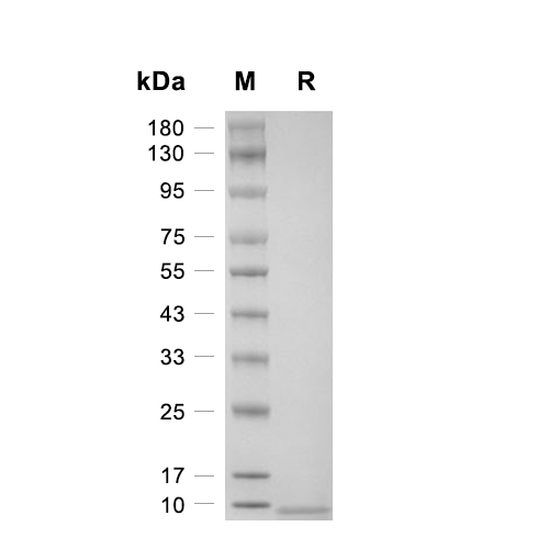 MIP-3 alpha/CCL20蛋白, Mouse,MIP-3 alpha/CCL20 Protein, Mouse