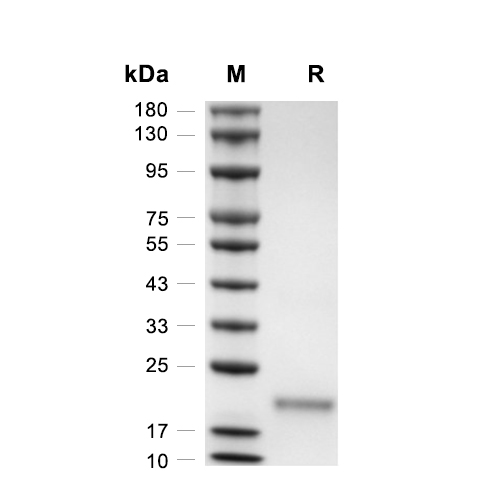VEGF164蛋白, Mouse,VEGF164 Protein, Mouse