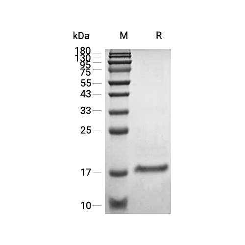 IL-17A蛋白, Human (CHO, His),IL-17A Protein, Human (CHO, His)