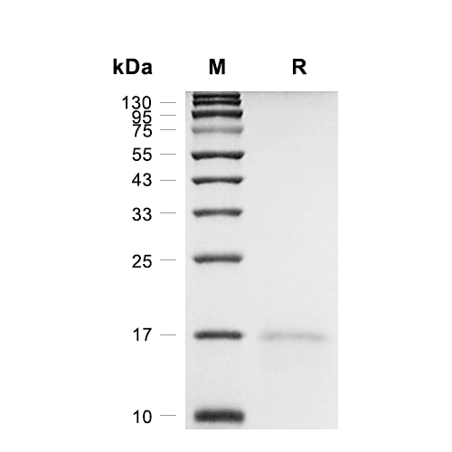 IL-10蛋白, Rat,IL-10 Protein, Rat