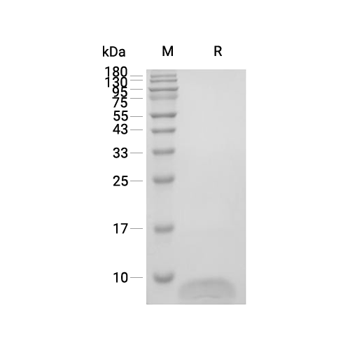 GRO-alpha/CXCL1蛋白, Mouse (CHO),GRO-alpha/CXCL1 Protein, Mouse (CHO)