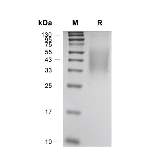 M-CSF蛋白, Mouse (HEK293),M-CSF Protein, Mouse (HEK293)