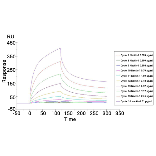 Nectin-1蛋白, Human (HEK293, His),Nectin-1 Protein, Human (HEK293, His)