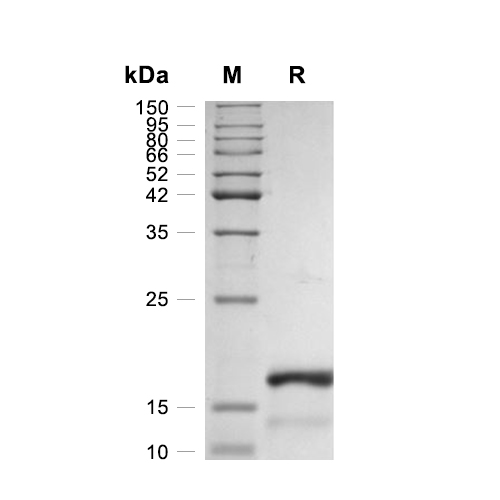 Amphiregulin蛋白, Human,Amphiregulin Protein, Human
