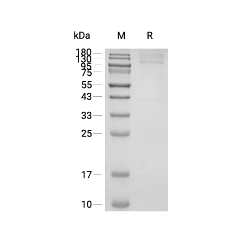 Glypican-3/GPC3蛋白, Human (HEK293, Fc, solution),Glypican-3/GPC3 Protein, Human (HEK293, Fc, solution)