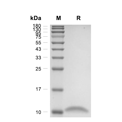 IL-13蛋白, Human,IL-13 Protein, Human