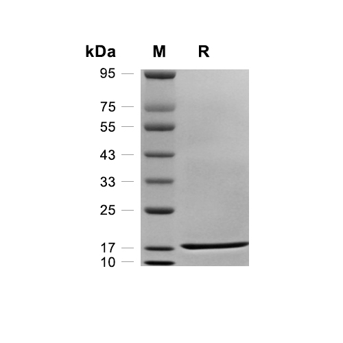 IL-1 alpha蛋白, Rhesus macaque,IL-1 alpha Protein, Rhesus macaque