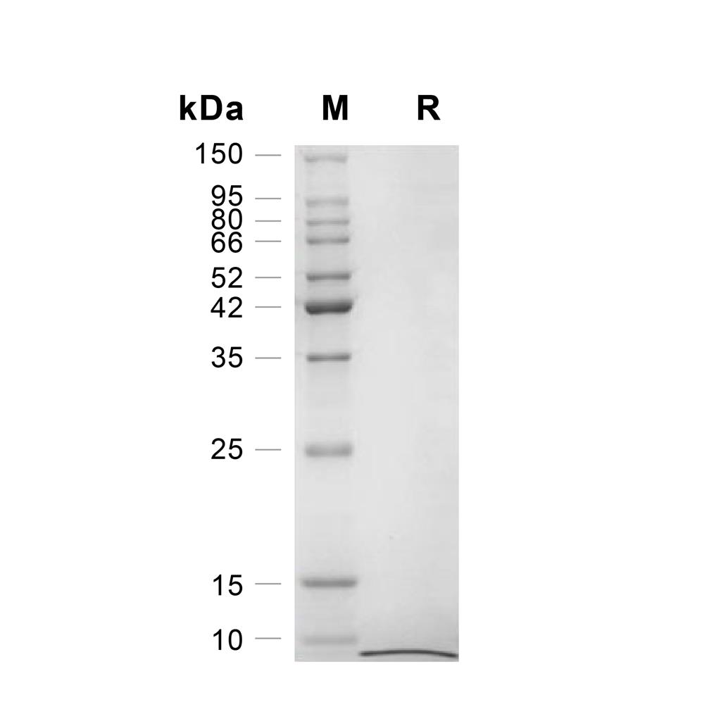 EGF蛋白, Mouse (HEK293),EGF Protein, Mouse (HEK293)