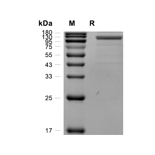 Siglec-10蛋白, Human (HEK293, Fc),Siglec-10 Protein, Human (HEK293, Fc)