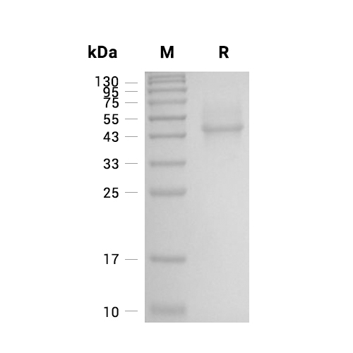 Syndecan-1/CD138蛋白, Human (HEK293, His),Syndecan-1/CD138 Protein, Human (HEK293, His)