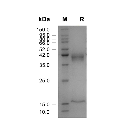 Activin A蛋白, Human/Mouse/Rat (HEK293, His),Activin A Protein, Human/Mouse/Rat (HEK293, His)