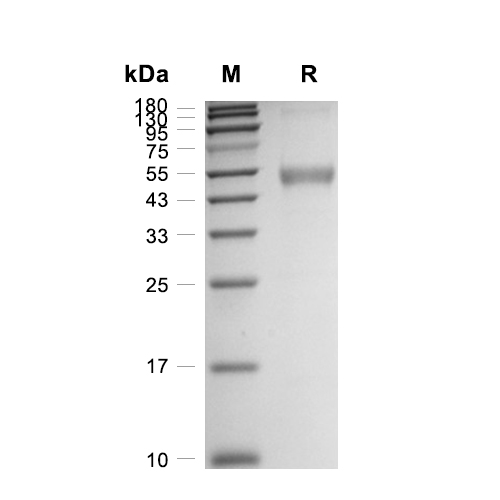 BMP-4蛋白, Mouse (HEK293, Fc),BMP-4 Protein, Mouse (HEK293, Fc)