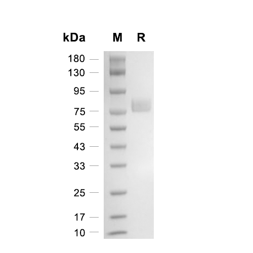 PD-L1蛋白, Mouse (HEK293, His-Fc),PD-L1 Protein, Mouse (HEK293, His-Fc)