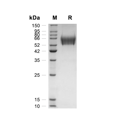 PD-1蛋白, Mouse (HEK293, His-Fc),PD-1 Protein, Mouse (HEK293, His-Fc)