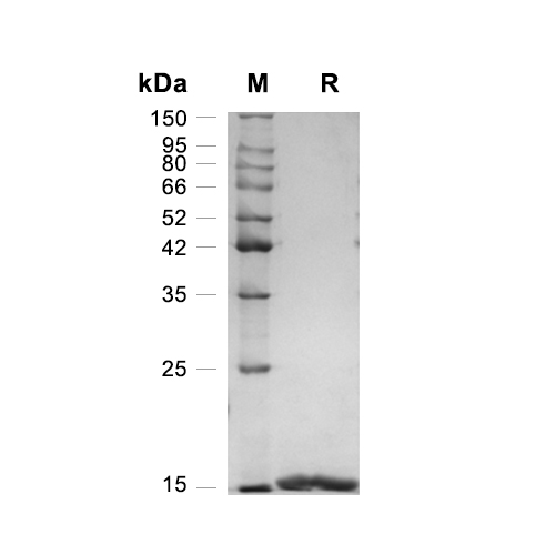 Galectin-1/LGALS1蛋白, Mouse,Galectin-1/LGALS1 Protein, Mouse