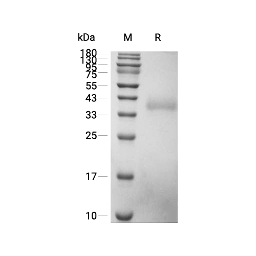 CD2蛋白, Cynomolgus/Rhesus Macaque (HEK293, His, solution),CD2 Protein, Cynomolgus/Rhesus Macaque (HEK293, His, solution)