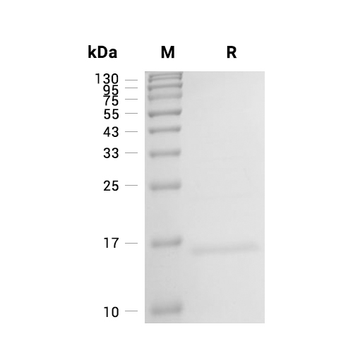FABP5蛋白, Human,FABP5 Protein, Human