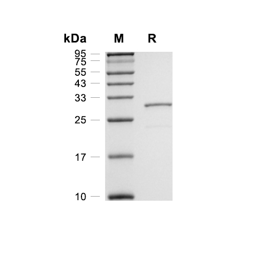 Enoyl-ACP Reductase蛋白, E. coli (His),Enoyl-ACP Reductase Protein, E. coli (His)