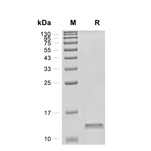 FKBP12蛋白, Mouse (His),FKBP12 Protein, Mouse (His)