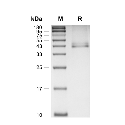 PLA2G2D蛋白, Mouse (HEK293, Fc),PLA2G2D Protein, Mouse (HEK293, Fc)
