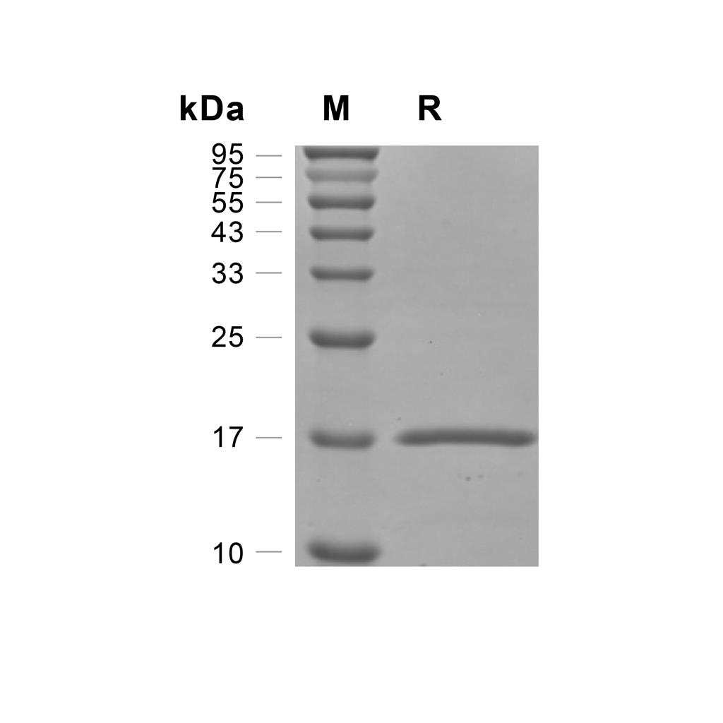 Ecotin蛋白, E. coli (His),Ecotin Protein, E. coli (His)