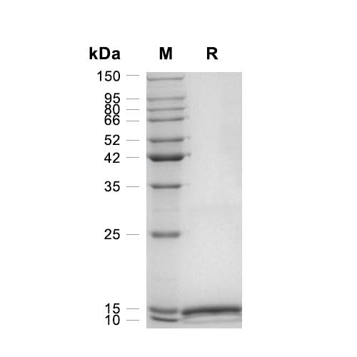 GM-CSF蛋白, Canine,GM-CSF Protein, Canine