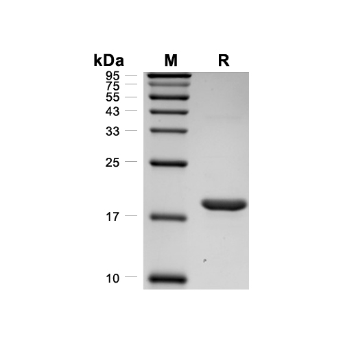 TNF-alpha/TNFSF2蛋白, Cynomolgus (N-His),TNF-alpha/TNFSF2 Protein, Cynomolgus (N-His)