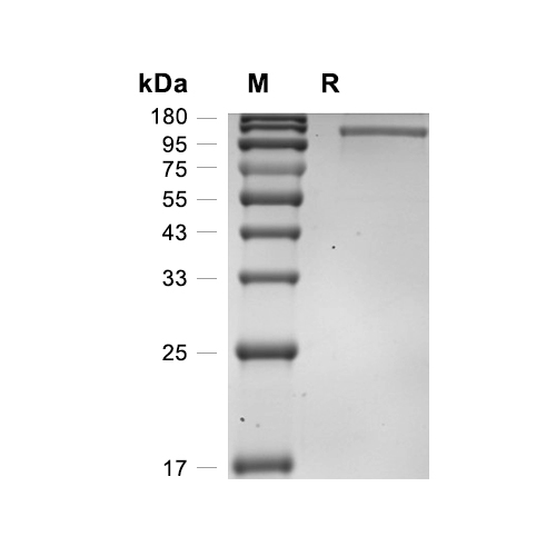 VE-Cadherin蛋白, Human (HEK293, C-His-Fc),VE-Cadherin Protein, Human (HEK293, C-His-Fc)