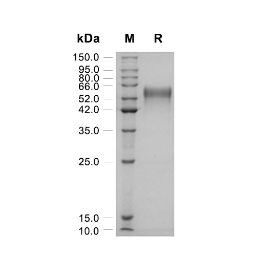 4-1BB/TNFRSF9蛋白, Mouse (HEK293, C-hFc),4-1BB/TNFRSF9 Protein, Mouse (HEK293, C-hFc)
