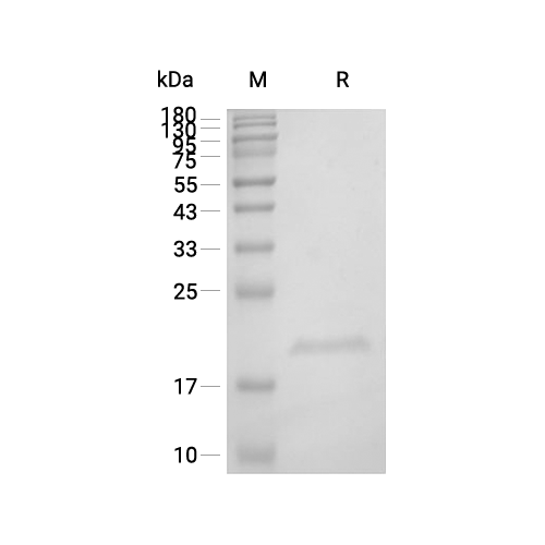 FGF-4蛋白, Human (166a.a, His),FGF-4 Protein, Human (166a.a, His)