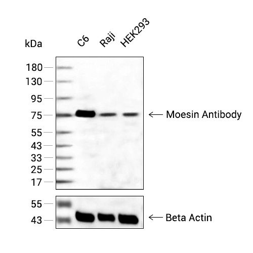 Moesin抗体 (YA284),Moesin Antibody (YA284)