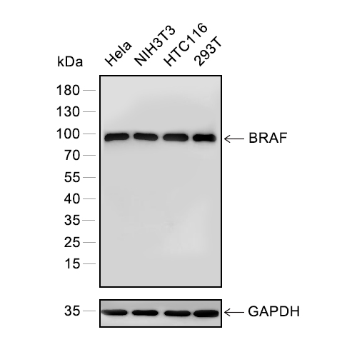 PAX6抗体 (YA855),PAX6 Antibody (YA855)