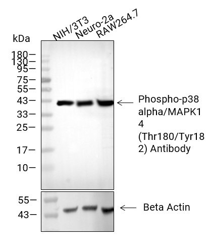 Phospho-p38 alpha/MAPK14 (Thr180/Tyr182)抗体,Phospho-p38 alpha/MAPK14 (Thr180/Tyr182) Antibody