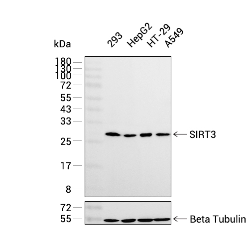 SIRT3抗体 (YA080),SIRT3 Antibody (YA080)