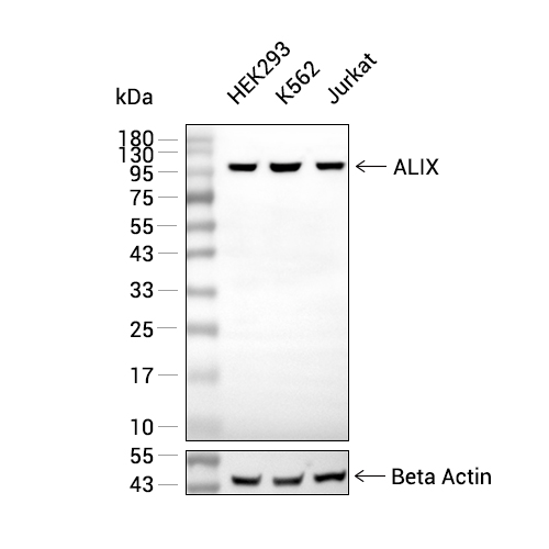 ALIX抗体 (YA630),ALIX Antibody (YA630)