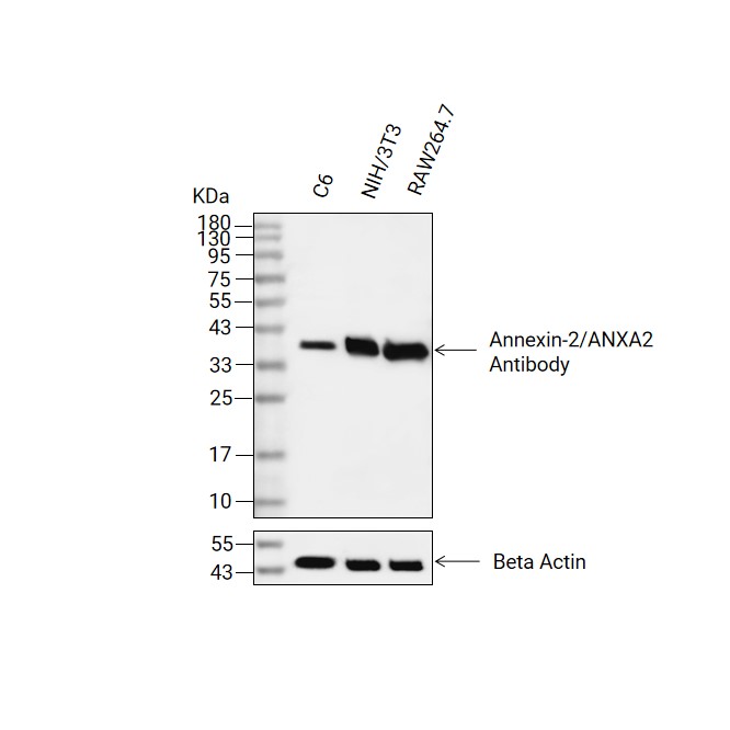Annexin-2/ANXA2抗体 (YA619),Annexin-2/ANXA2 Antibody (YA619)