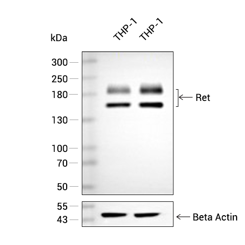 Ret抗体 (YA097),Ret Antibody (YA097)